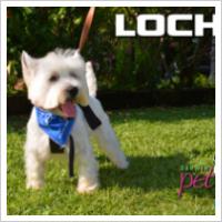 Copyright Darwin Pet Spa 2012